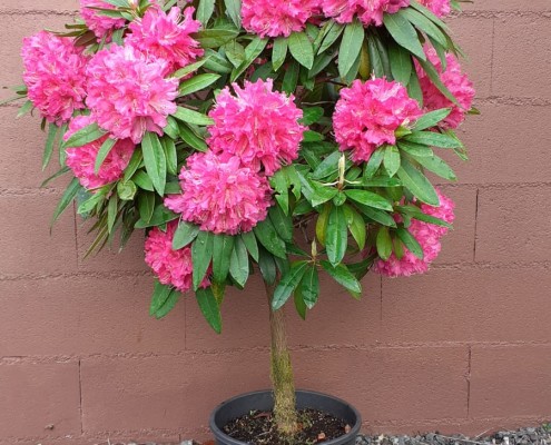 RHODODENDRON COPA 25LT.